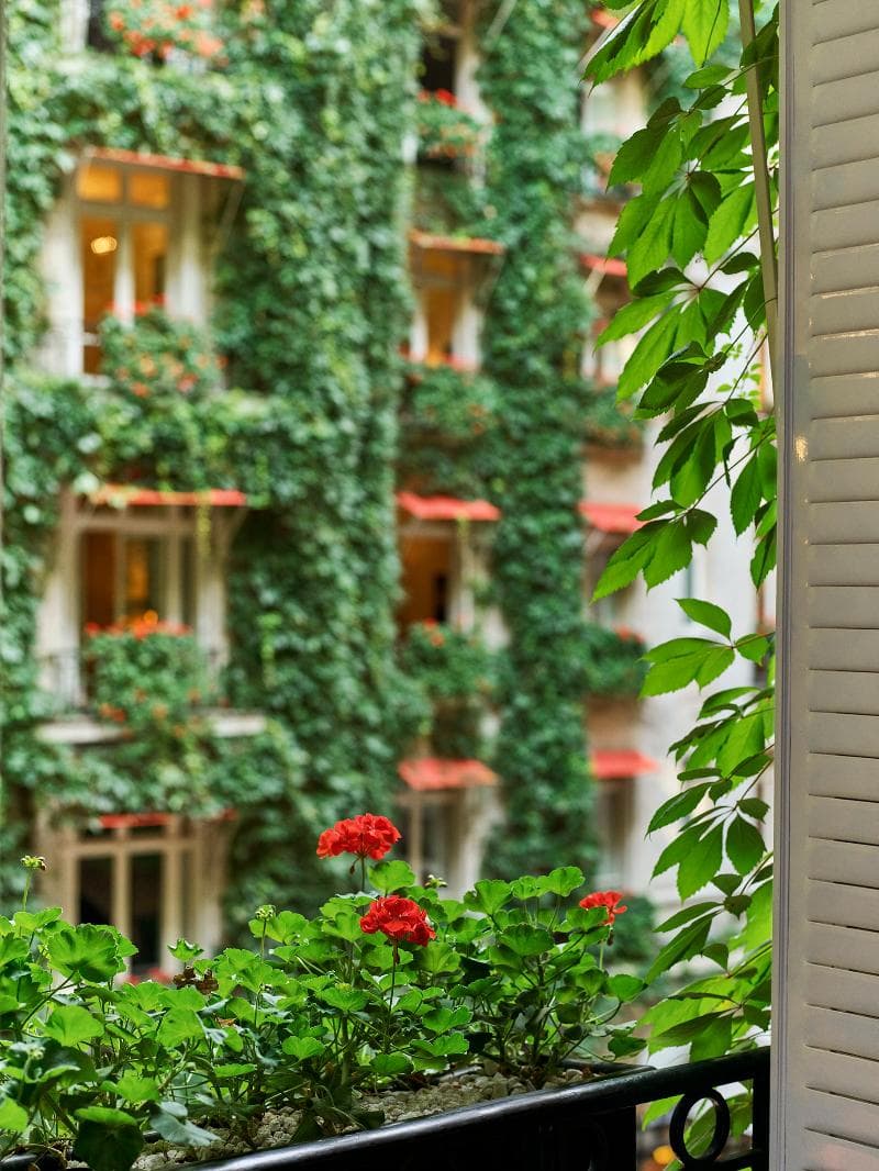 Geranium Season