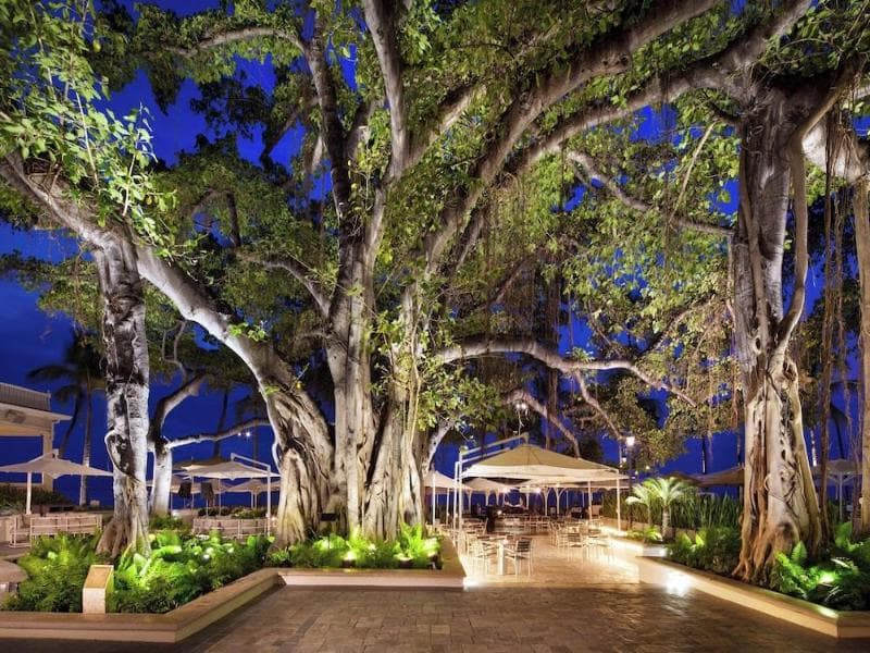 Iconic Banyan Tree