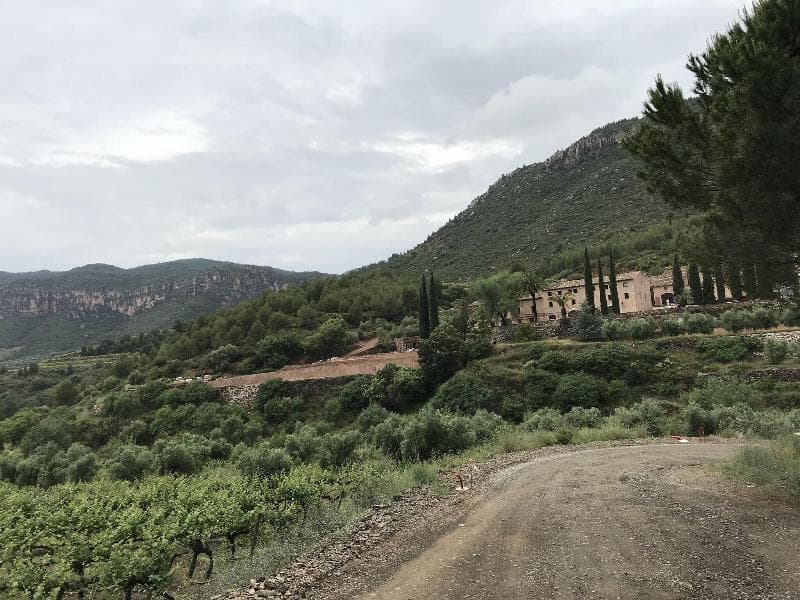 Vinyard wander 