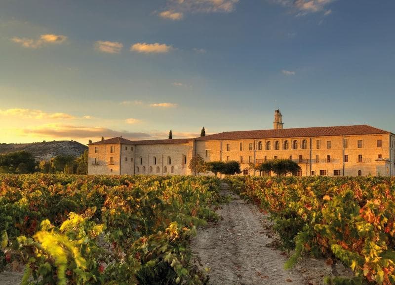 Morning Vineyard Stroll