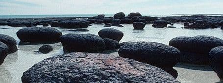 Swimming with Stromatolites