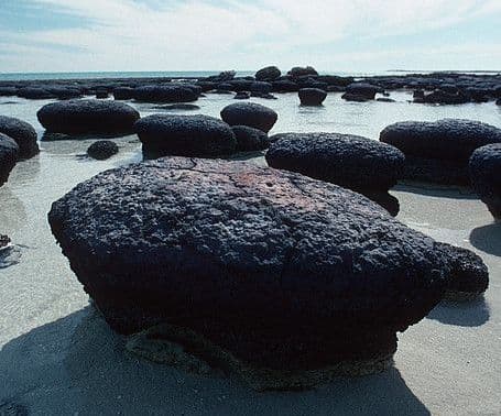Swimming with Stromatolites